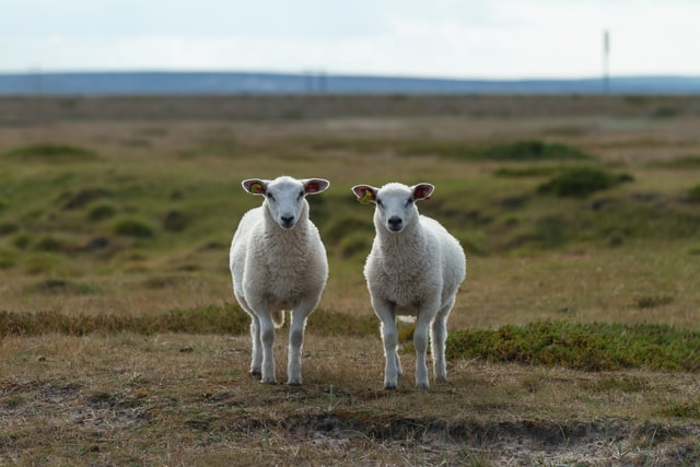Sheeps
